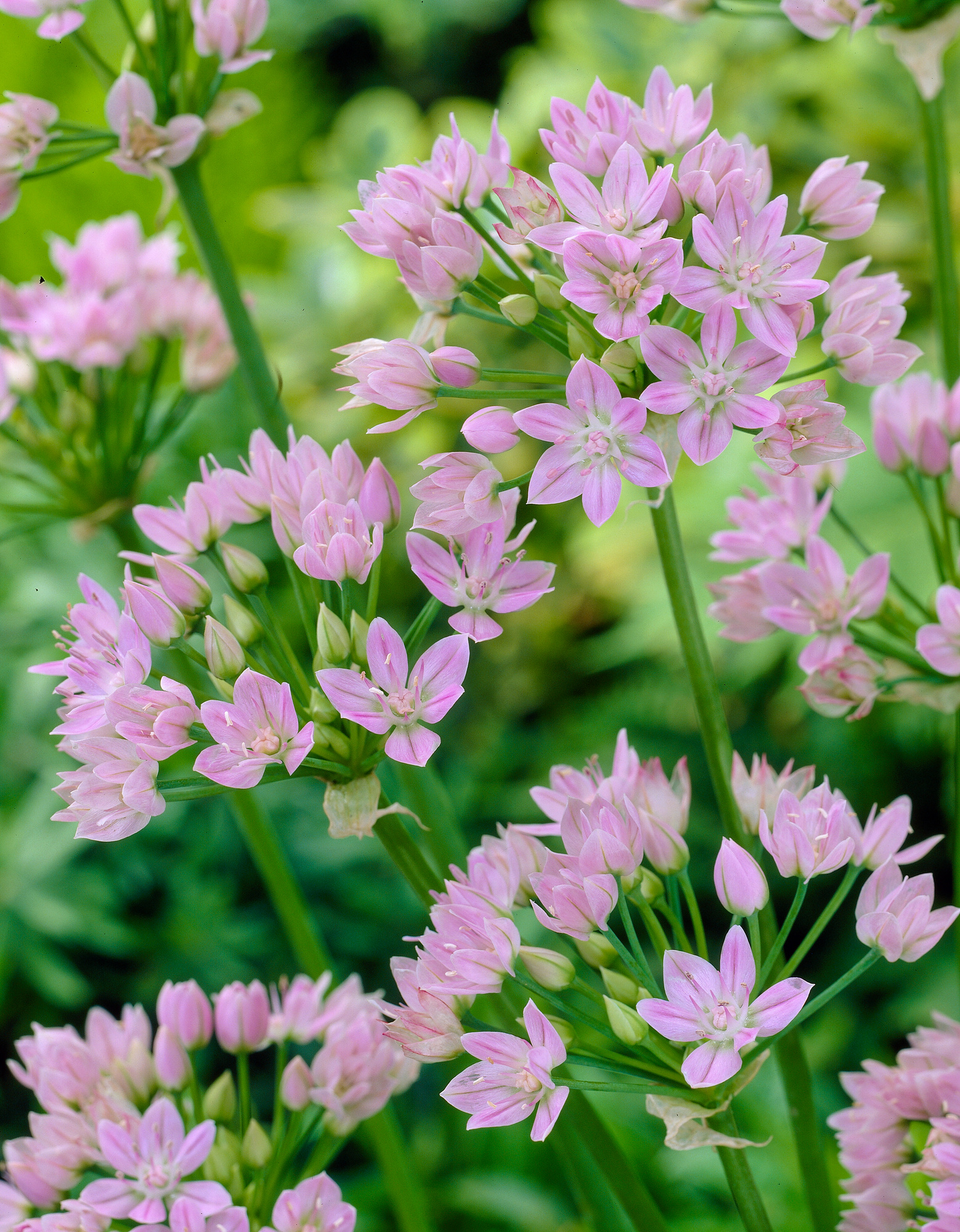 Allium unifolium Allium unifolium