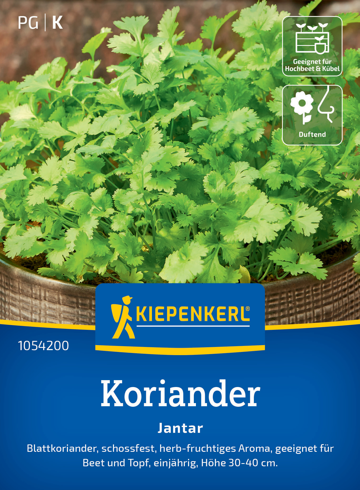 Koriander Jantar Koriander Jantar