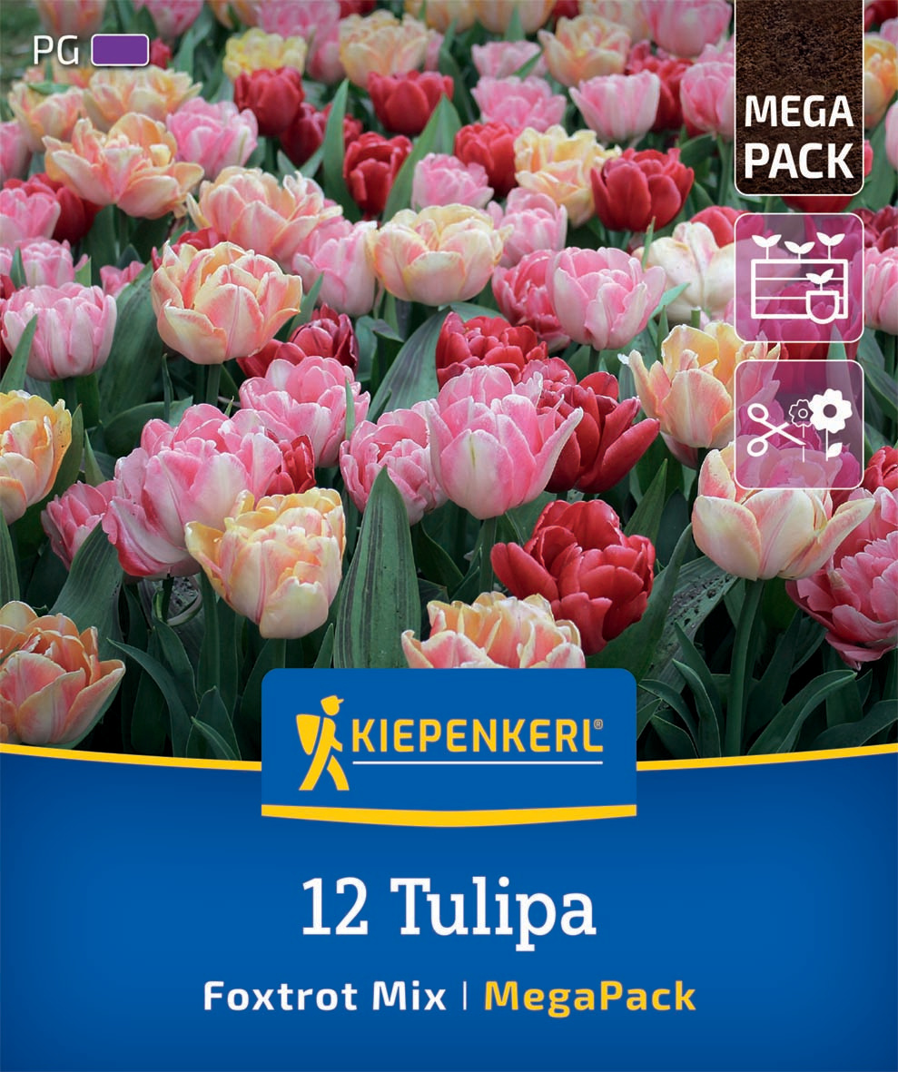 Mega-Pack Gefüllte frühe Tulpen Foxtrot Mix