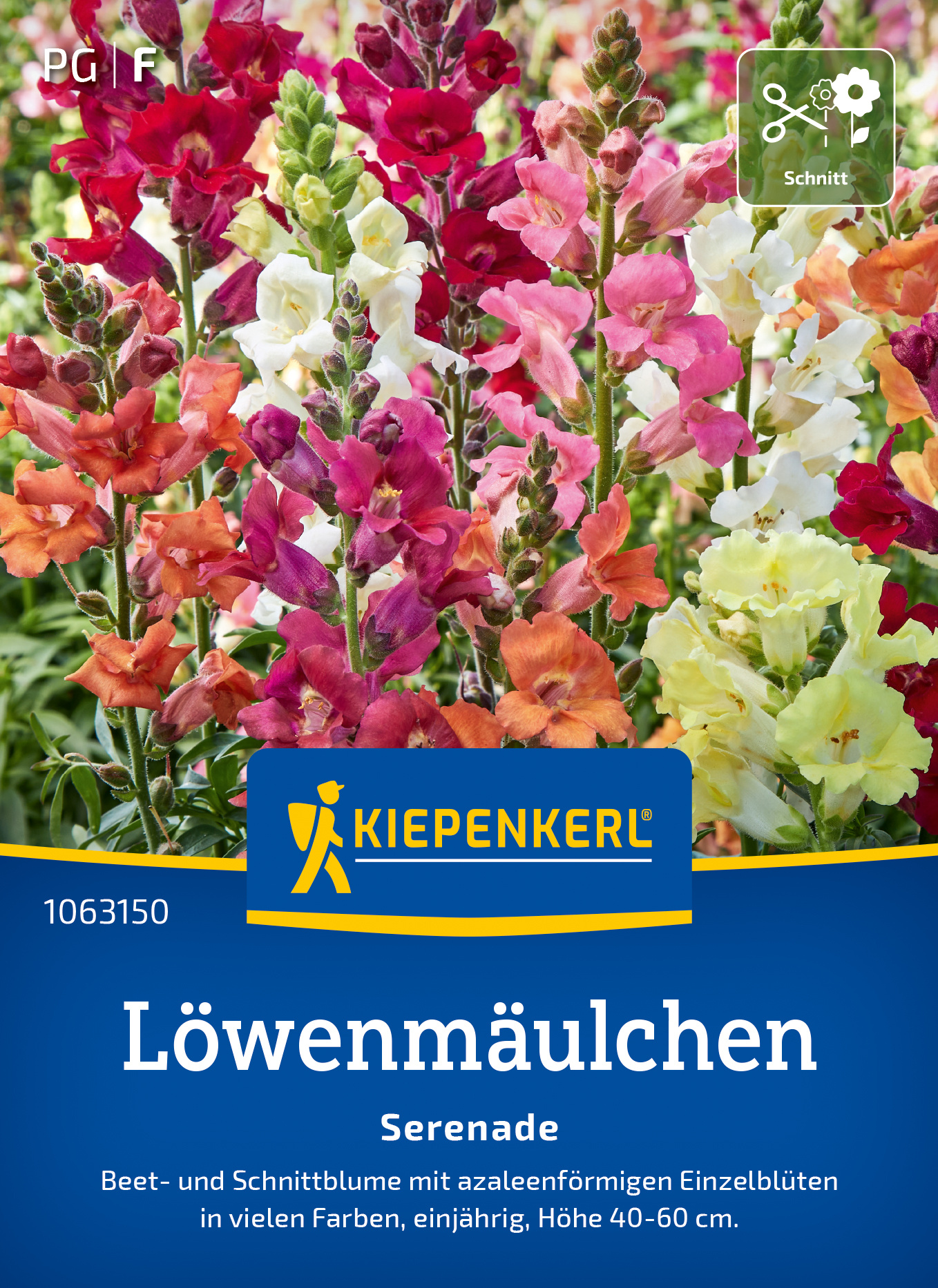 Löwenmäulchen Serenade