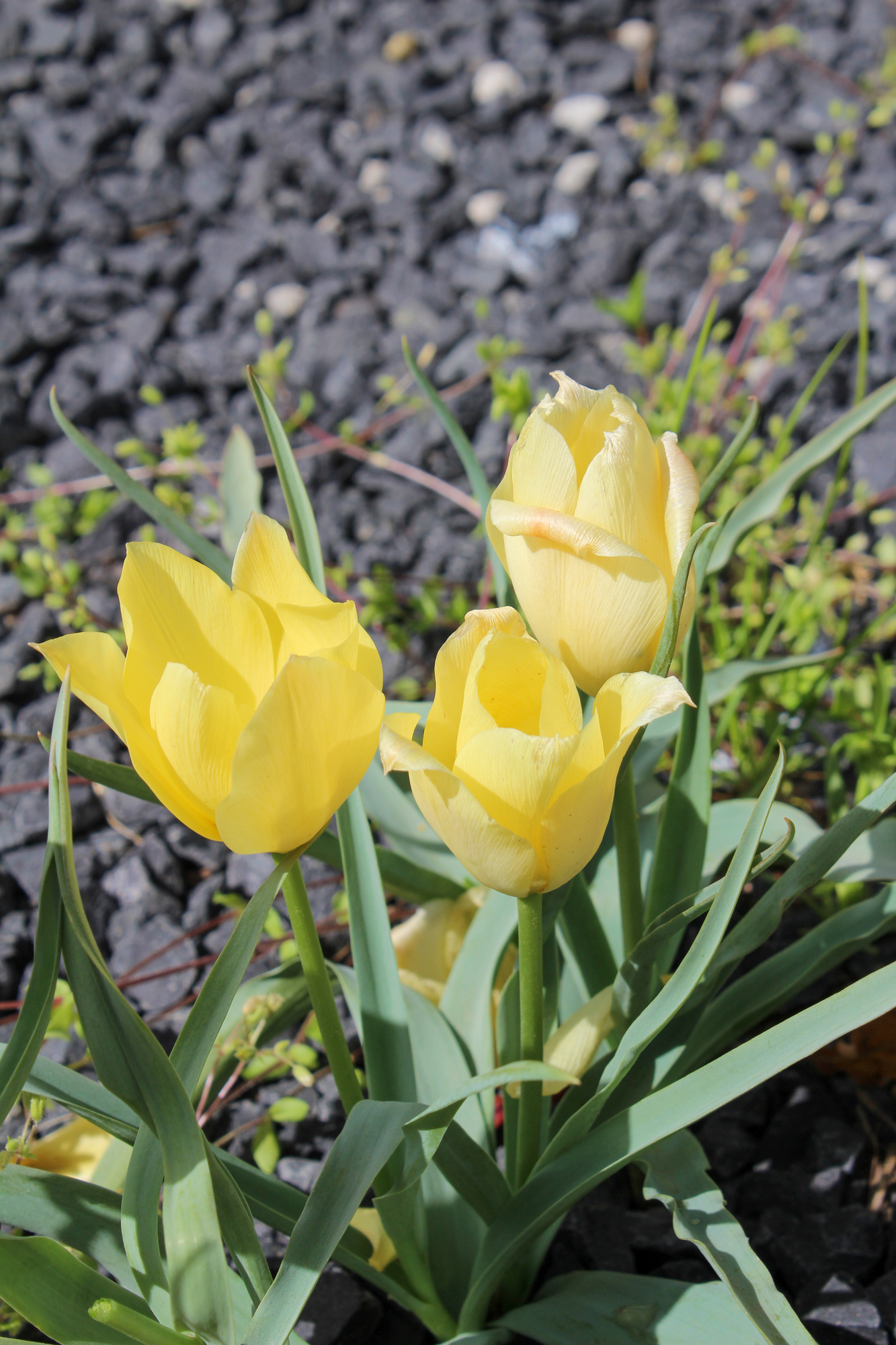 Botanische Tulpen T. linifolia Bright Gem (syn. T. batalinii) Botanische Tulpen T. linifolia Bright Gem (syn. T. batalinii)