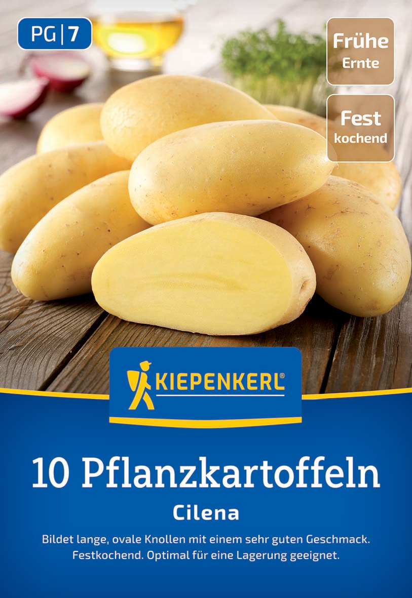 Pflanzkartoffel Cilena, 10 St Pflanzkartoffel Cilena, 10 St
