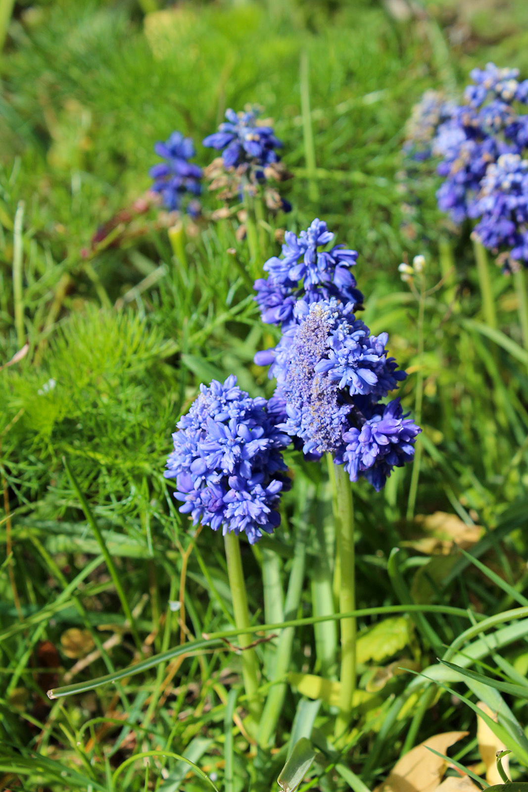 Muscari armeniacum Blue Spike