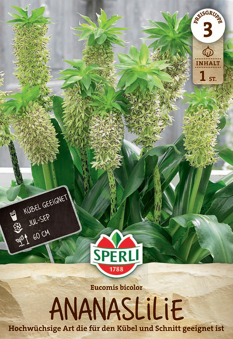 Schopflilie - Eucomis bicolor Schopflilie - Eucomis bicolor