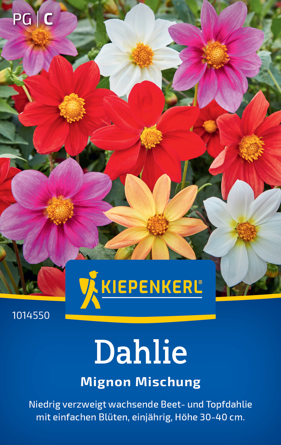 Dahlie Mignon Mischung