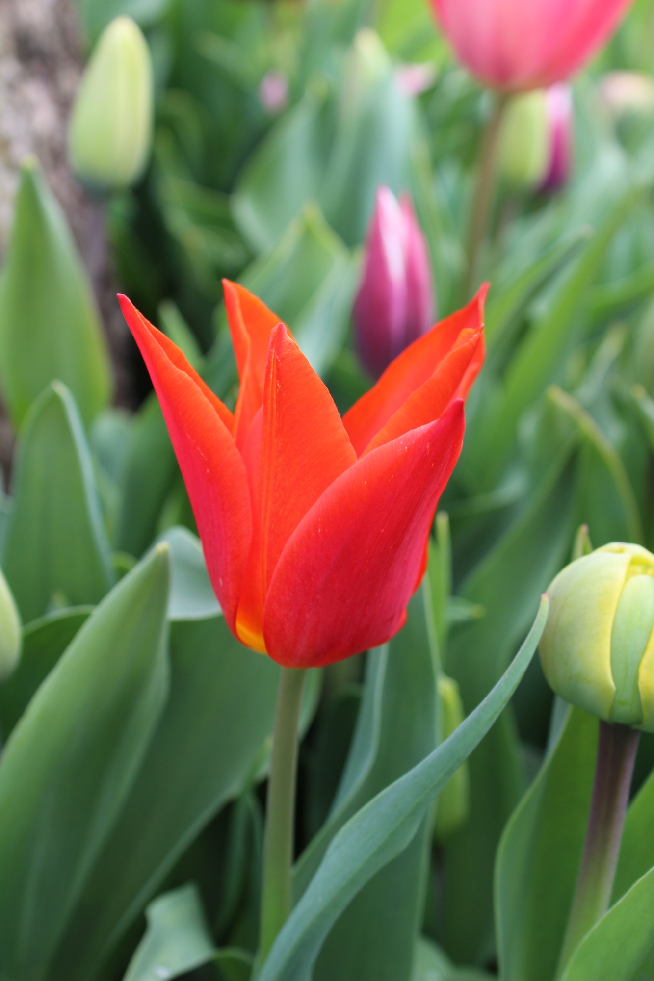 Lilienblütige Tulpen Ballerina
