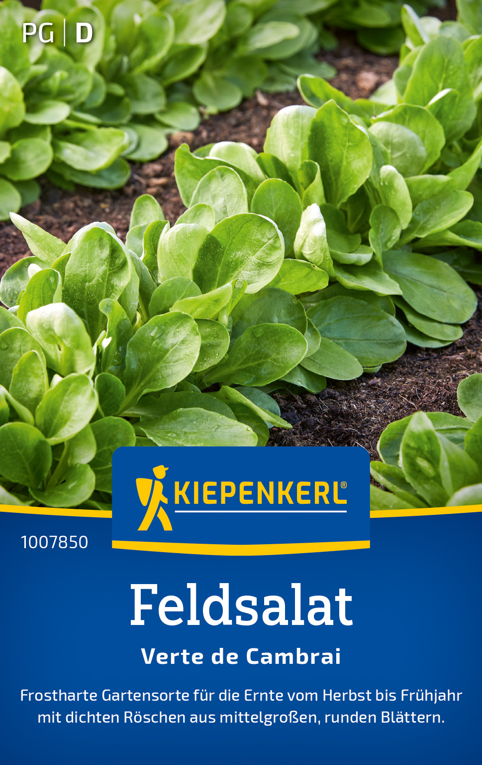 Feldsalat Verte de Cambrai