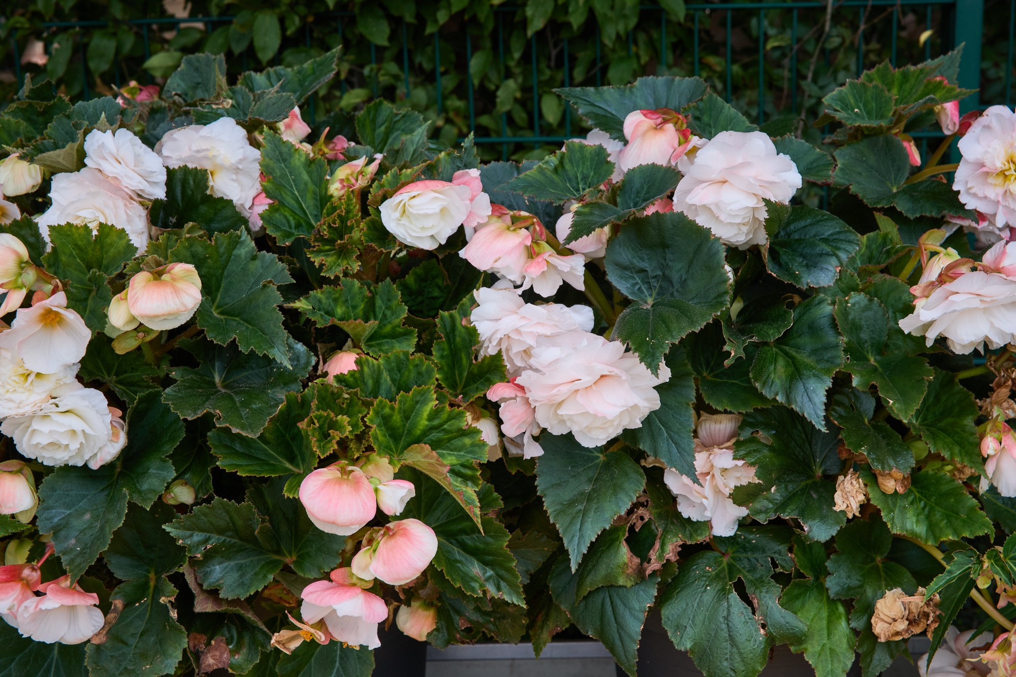 Begonien gefüllt Weiss