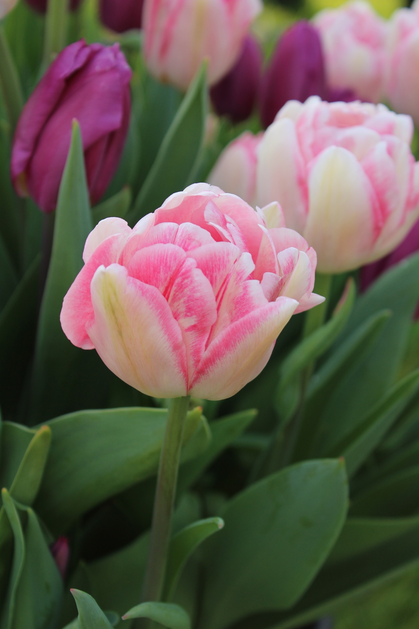 Gefüllte Frühe Tulpen Foxtrot Gefüllte Frühe Tulpen Foxtrot