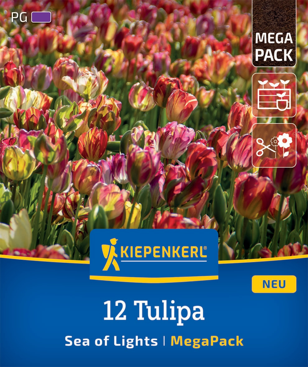 Mega-Pack Einfache späte Tulpen Sea of Lights