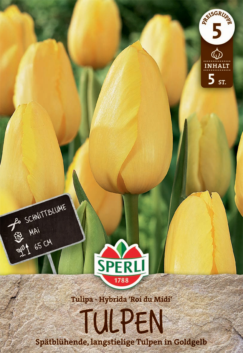 Premium Einfache Späte Tulpe Roi du Midi