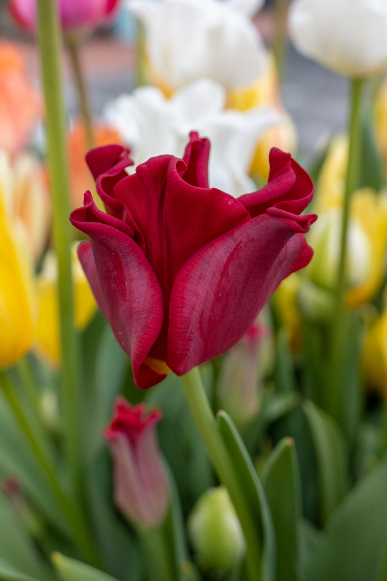 Kronen-Tulpen Red Dress Kronen-Tulpen Red Dress