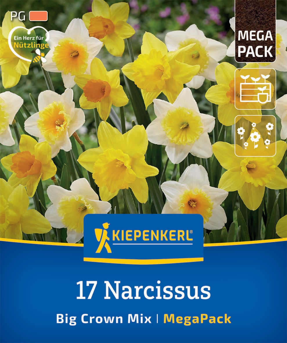 Mega-Pack Narzissen Großkronige Mischung