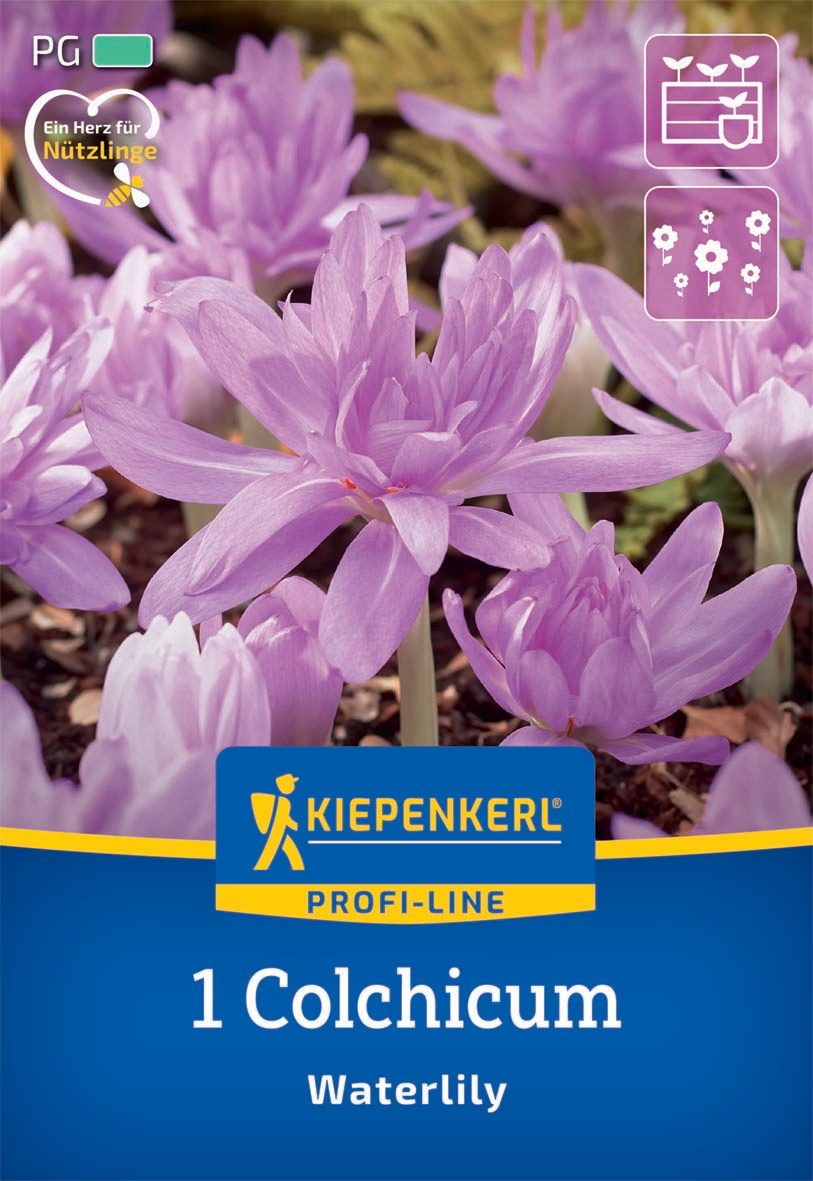 Profi-Line Herbstzeitlose Waterlily