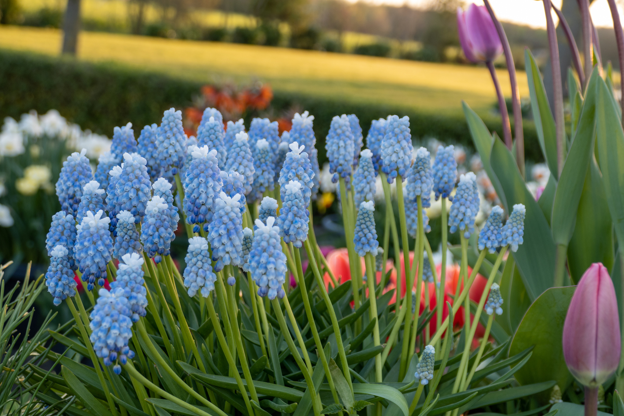 Muscari armeniacum Peppermint Muscari armeniacum Peppermint