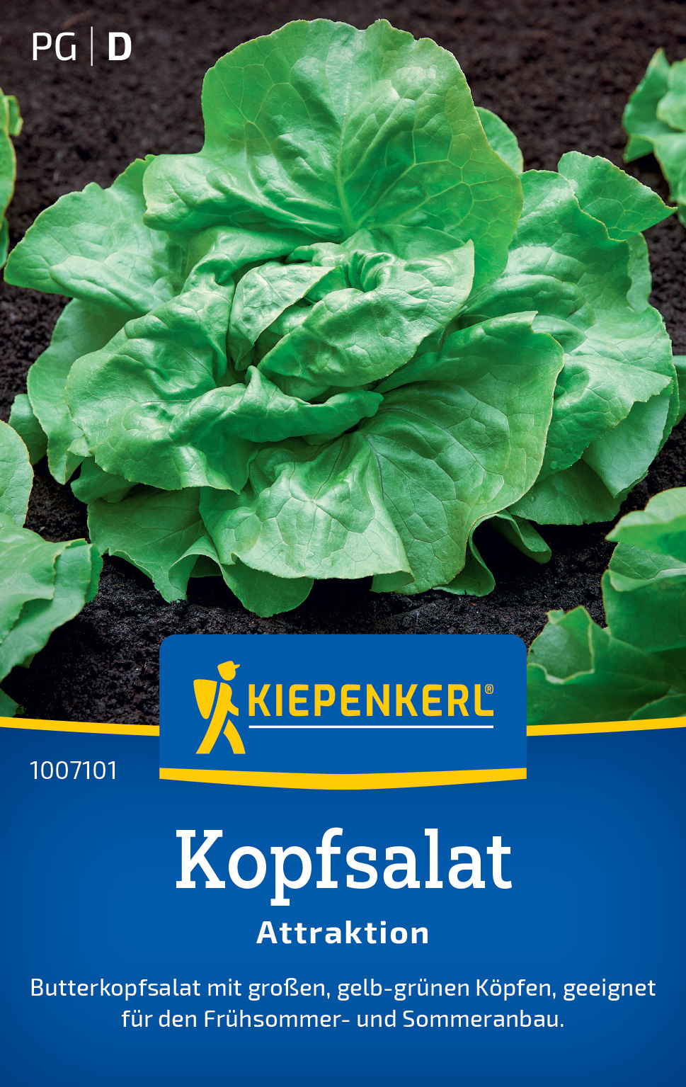 Kopfsalat Attraktion Kopfsalat Attraktion