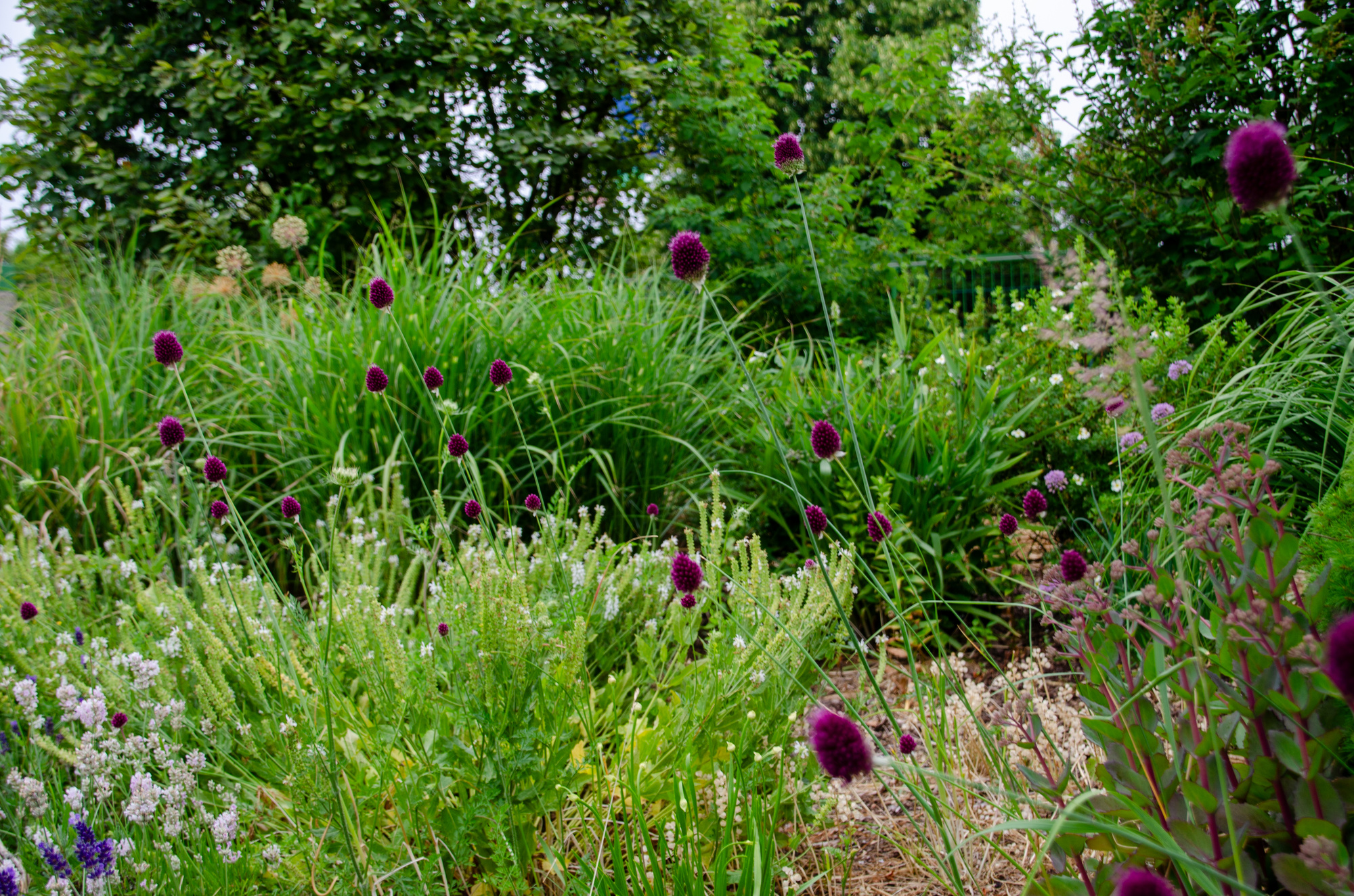 Allium sphaerocephalon Allium sphaerocephalon