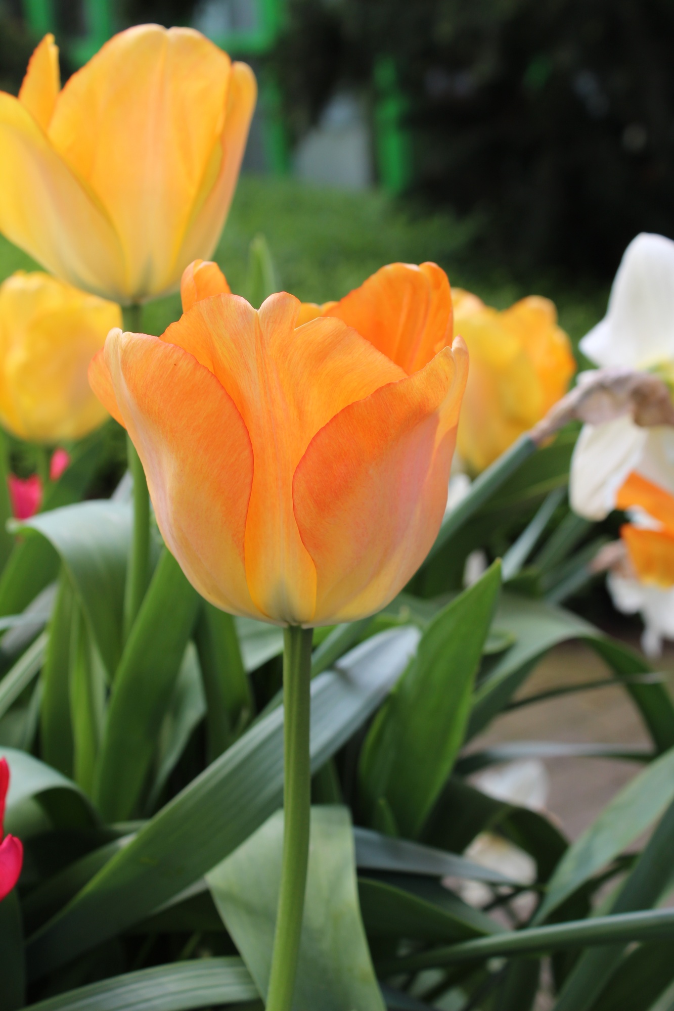 Darwin-Hybrid-Tulpen Daydream Darwin-Hybrid-Tulpen Daydream