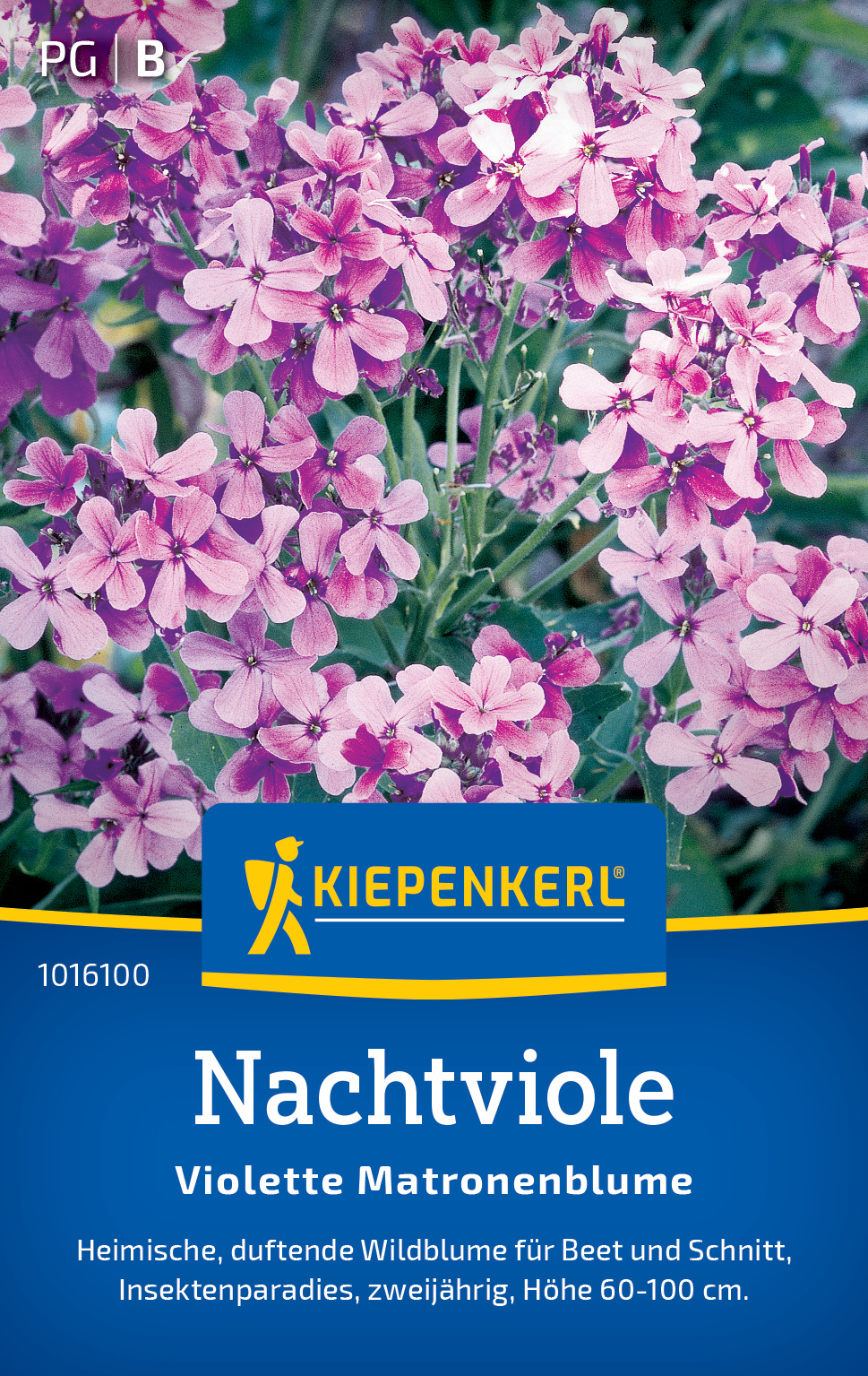 Nachtviole Violette Matronenblume Nachtviole Violette Matronenblume