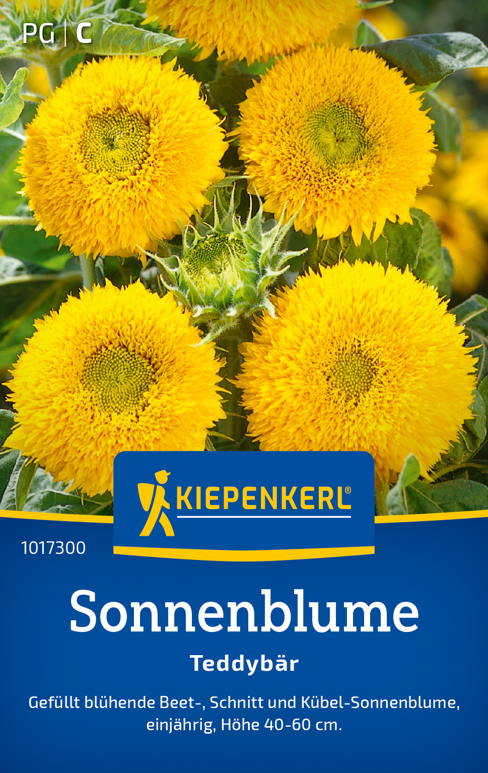 Sonnenblume Teddybär Sonnenblume Teddybär