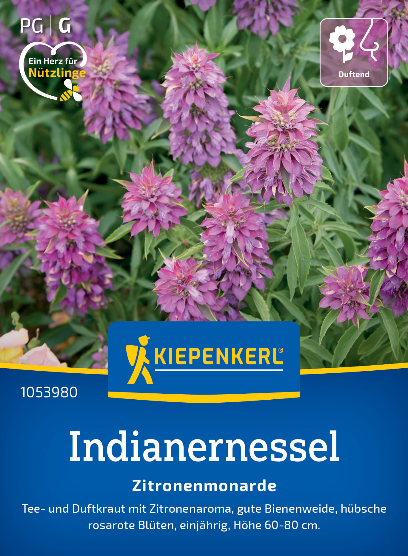 Indianernessel Zitronenmonarde Indianernessel Zitronenmonarde