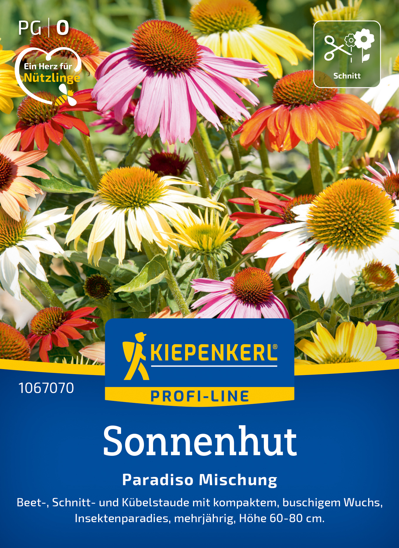 Sonnenhut Paradiso Mischung