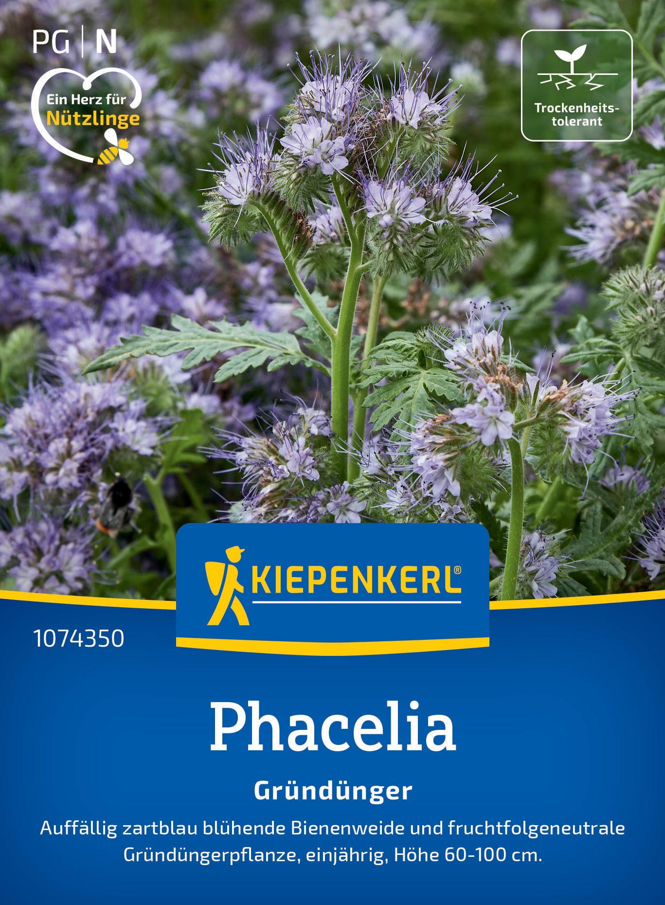 Phacelia Bienenfreund Phacelia Bienenfreund