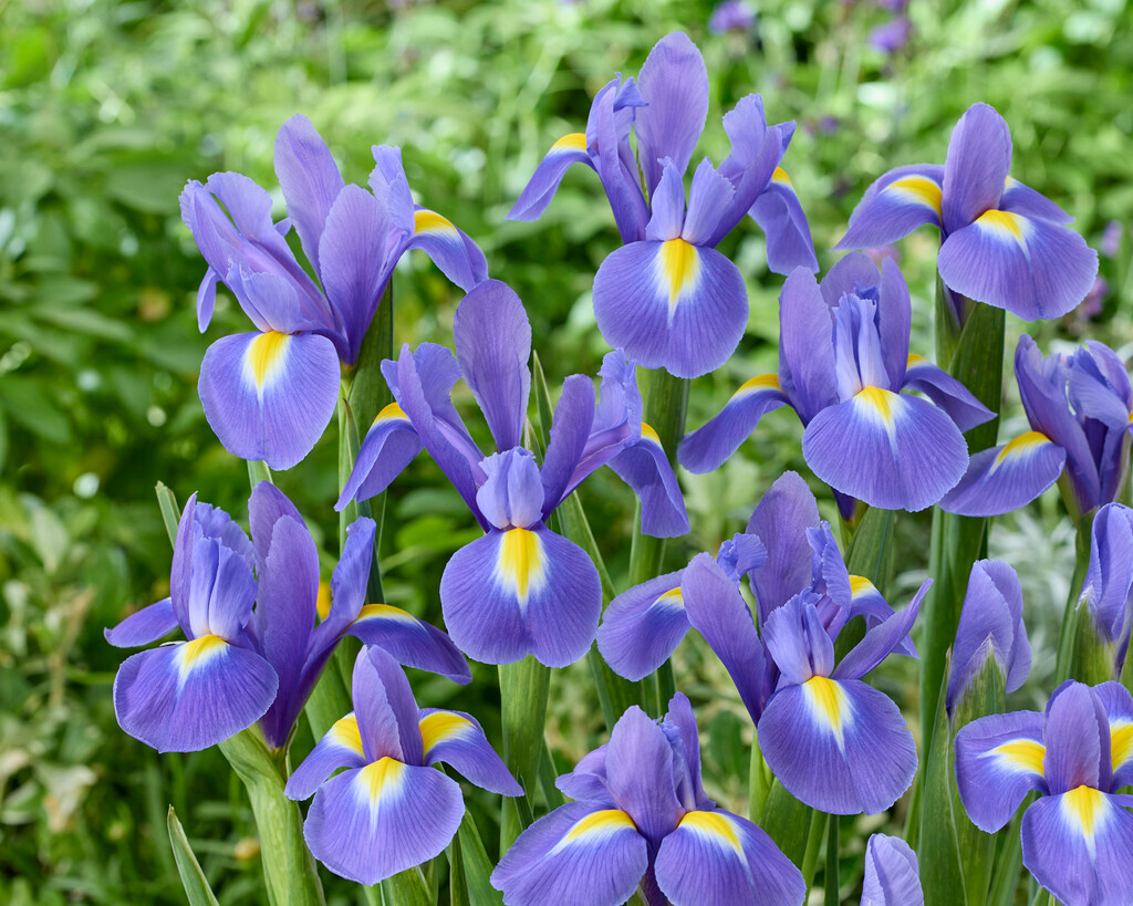 Iris hollandica Blue Magic