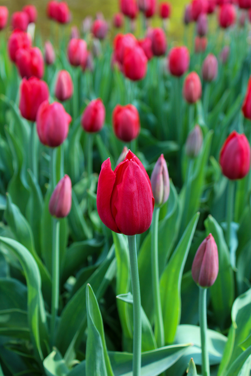 Einfache Späte Tulpen Kingsblood Einfache Späte Tulpen Kingsblood