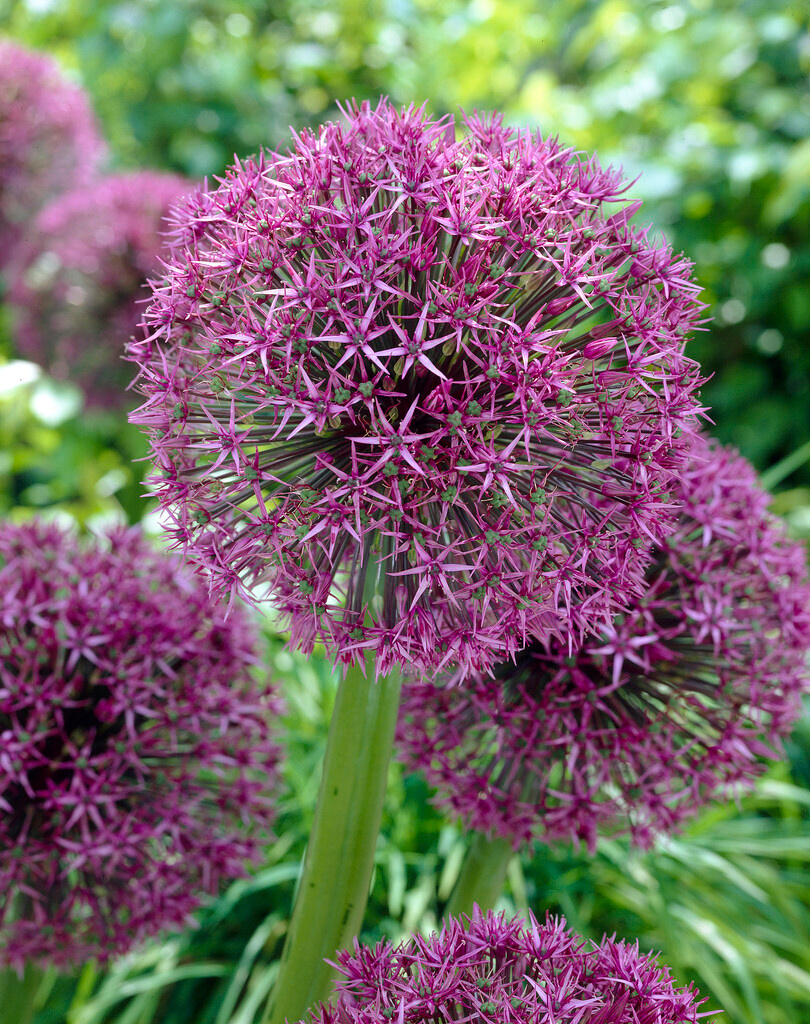 Allium Universe Allium Universe