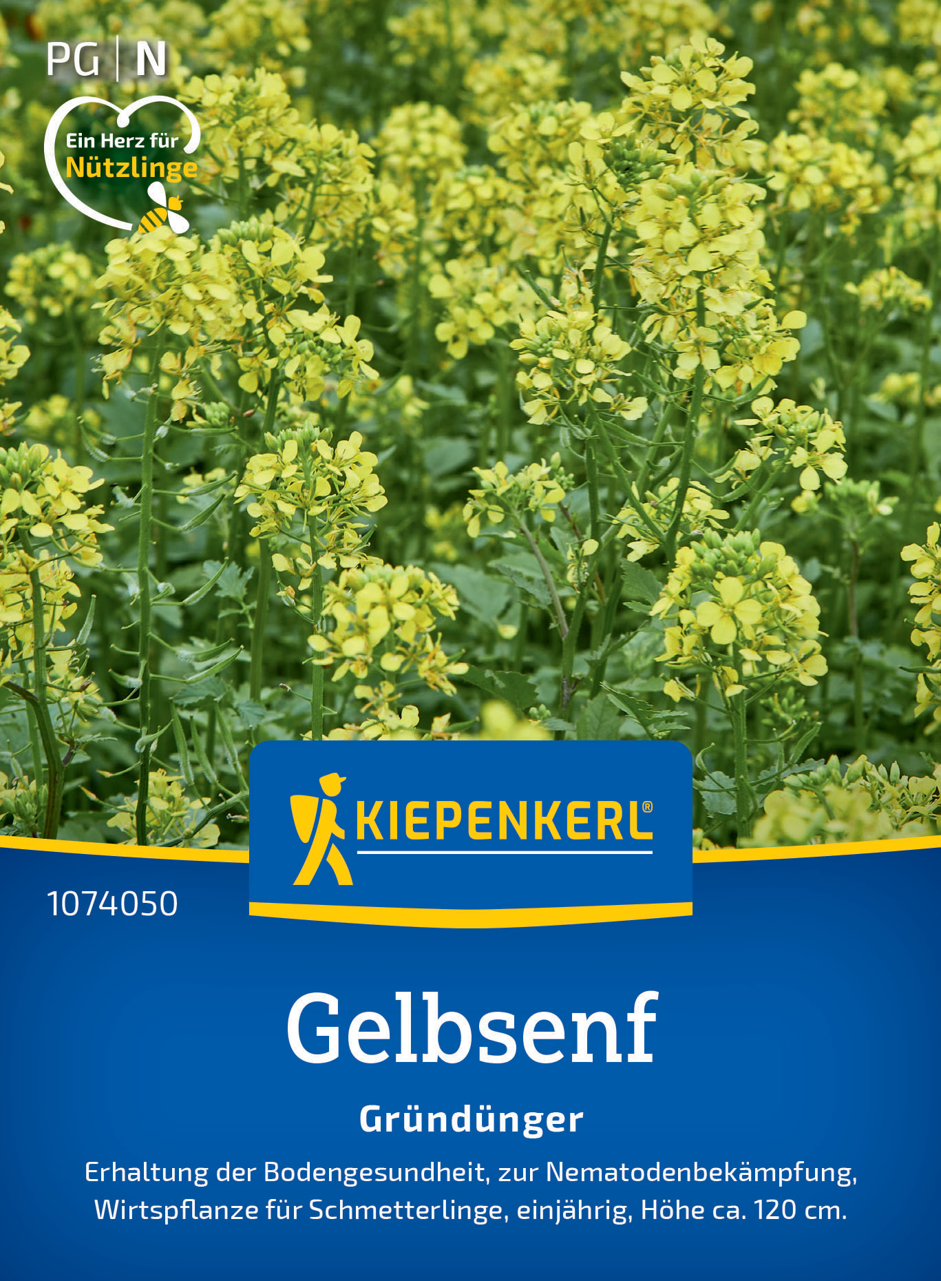 Gelbsenf Weißsamiger Senf Gelbsenf Weißsamiger Senf