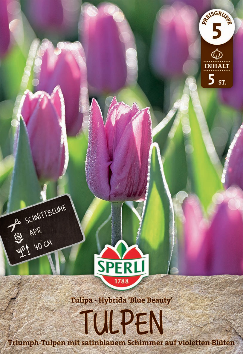 Triumph-Tulpe Blue Beauty
