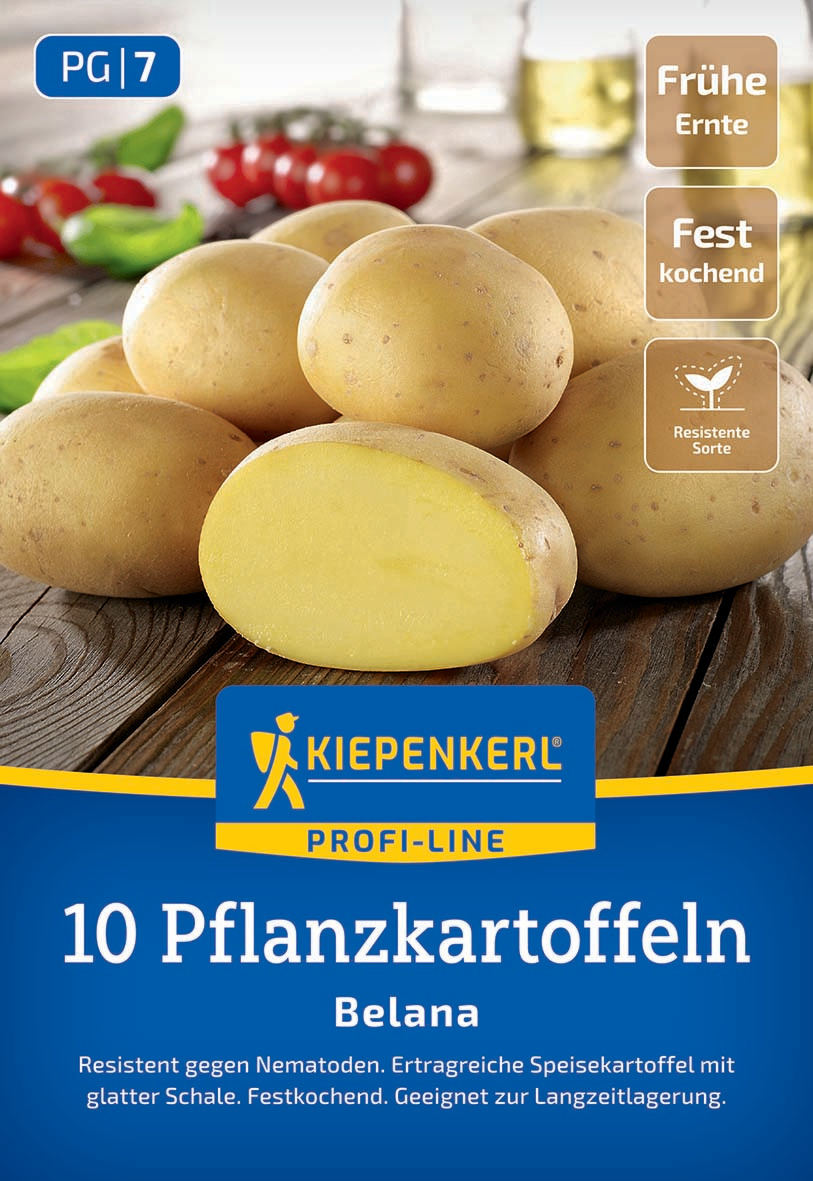 Pflanzkartoffel Belana, 10 St