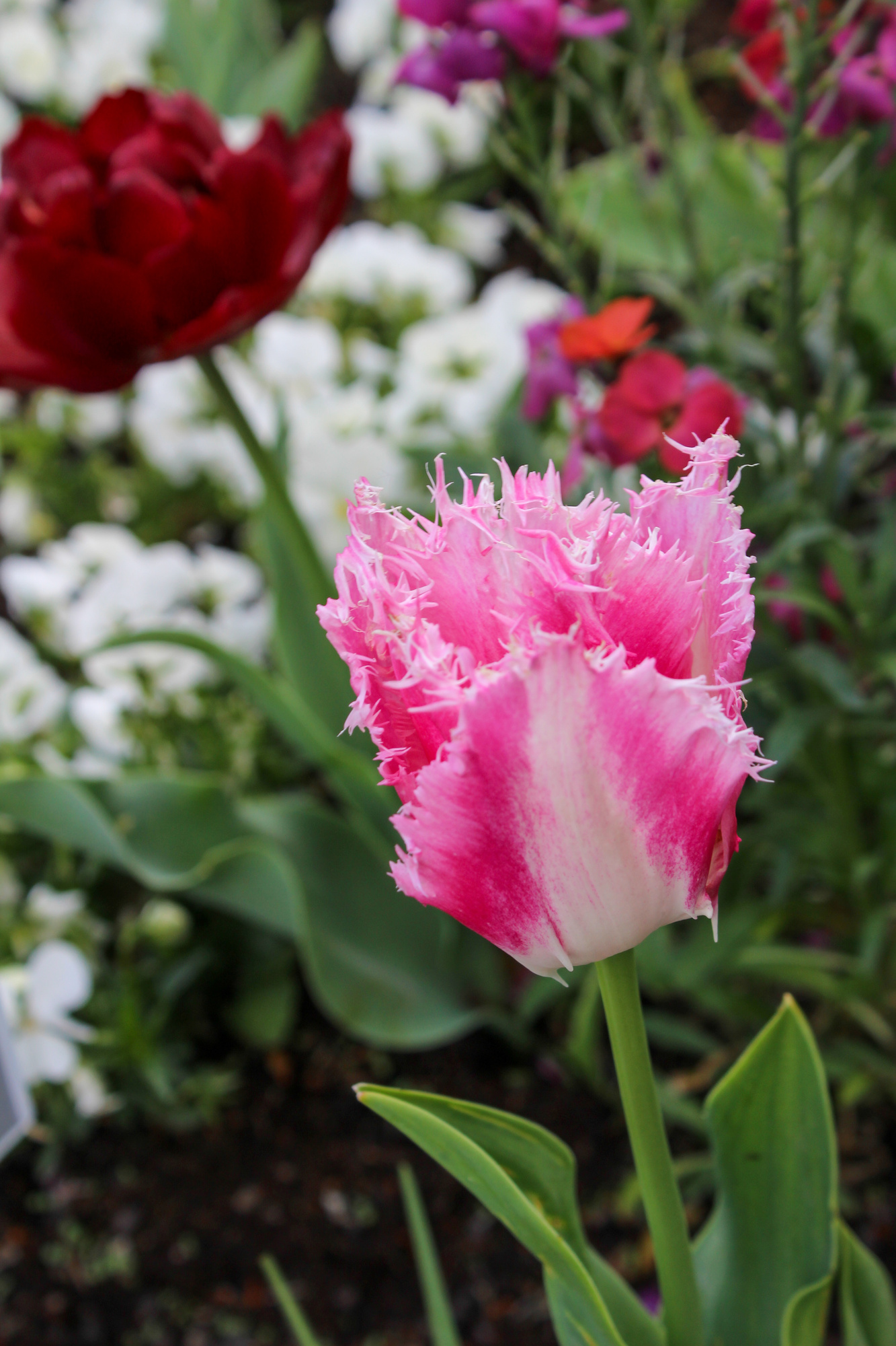 Gefranste Tulpen Fancy Frills Gefranste Tulpen Fancy Frills
