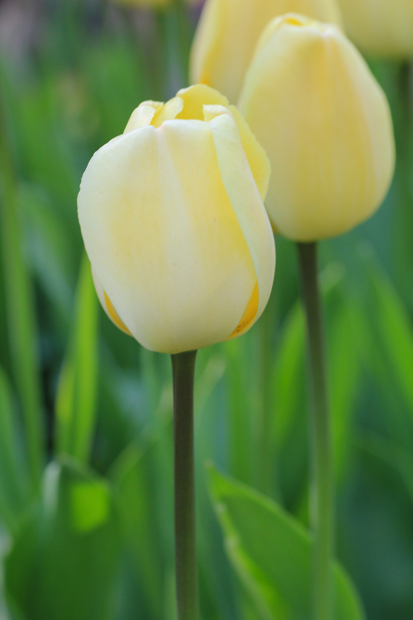 Darwin-Hybrid-Tulpen Ivory Floradale Darwin-Hybrid-Tulpen Ivory Floradale