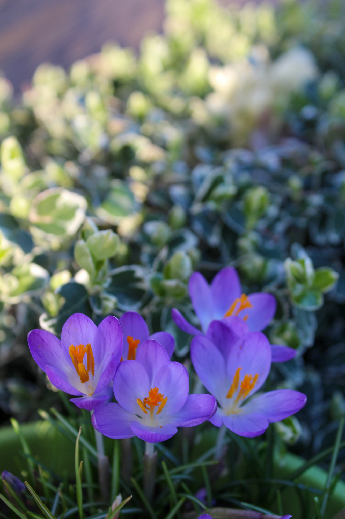 Crocus tommasinianus Lilac Beauty Crocus tommasinianus Lilac Beauty