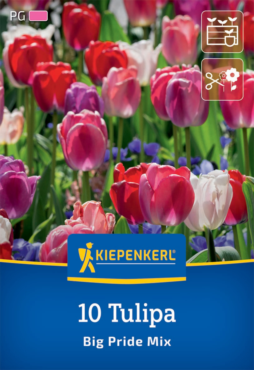 Darwin-Hybrid-Tulpe Big Pride Mischung