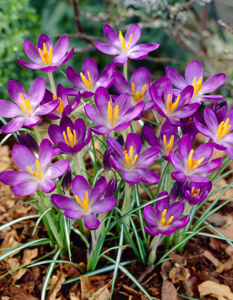 Crocus tommasinianus Whitewell Purple Crocus tommasinianus Whitewell Purple
