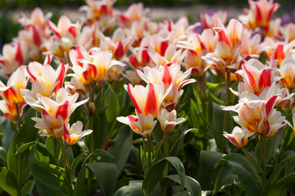Kaufmanniana-Tulpen Floresta Kaufmanniana-Tulpen Floresta