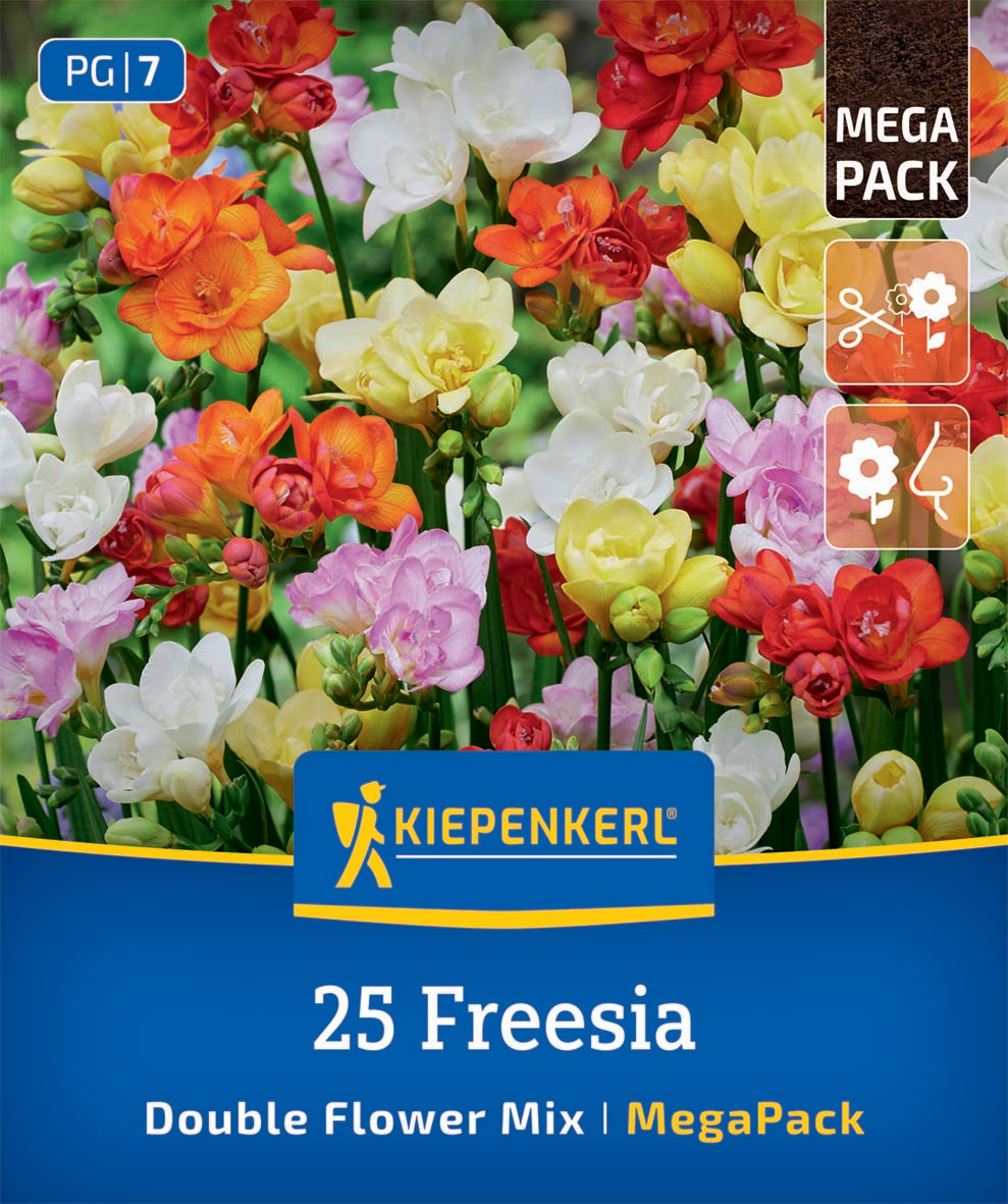 Freesien Mischung gefüllte Blüten Freesien Mischung gefüllte Blüten