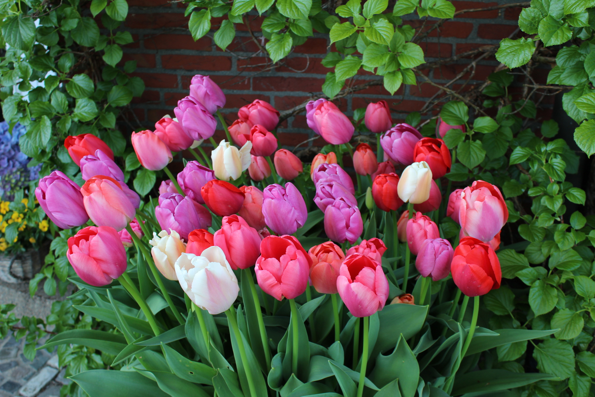 Tulpenmischung Big Pride Tulpenmischung Big Pride