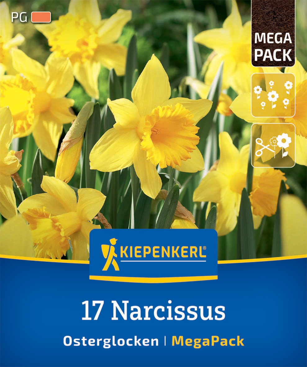 Mega-Pack Narzissen Osterglocken