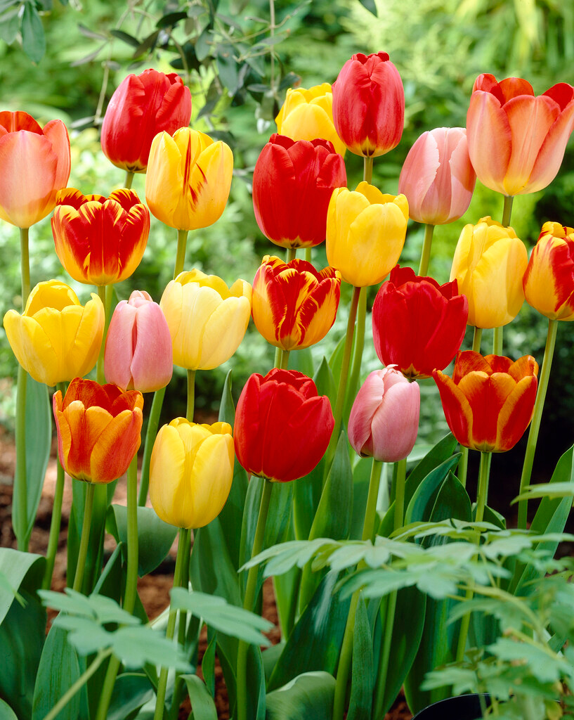 Darwin-Hybrid-Tulpen Mischung Darwin-Hybrid-Tulpen Mischung