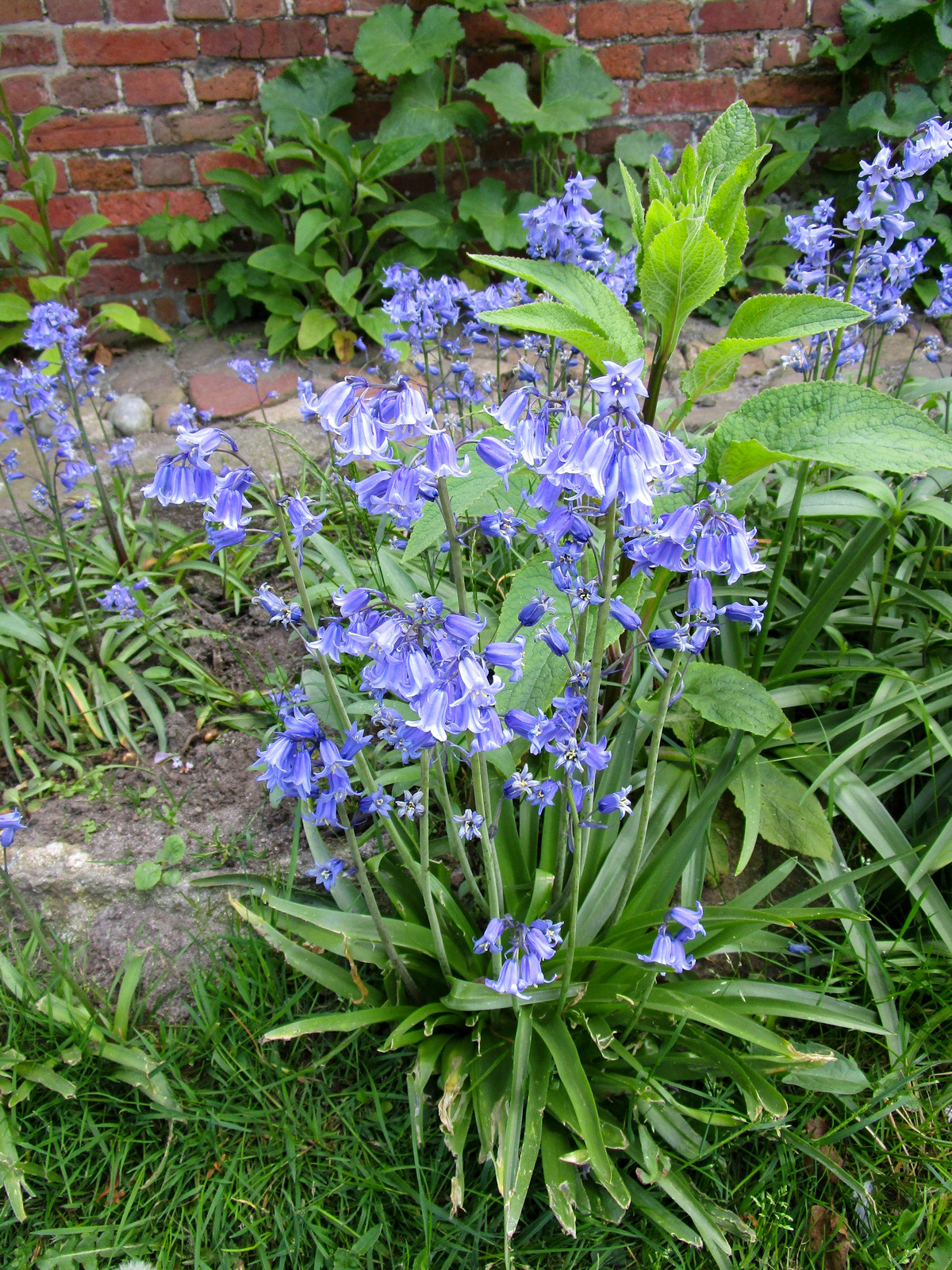 Hyacinthoides hispanica Excelsior Hyacinthoides hispanica Excelsior