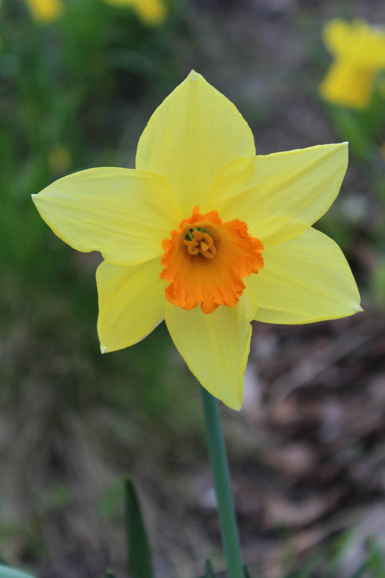 Großkronige Narzissen Fortune Großkronige Narzissen Fortune