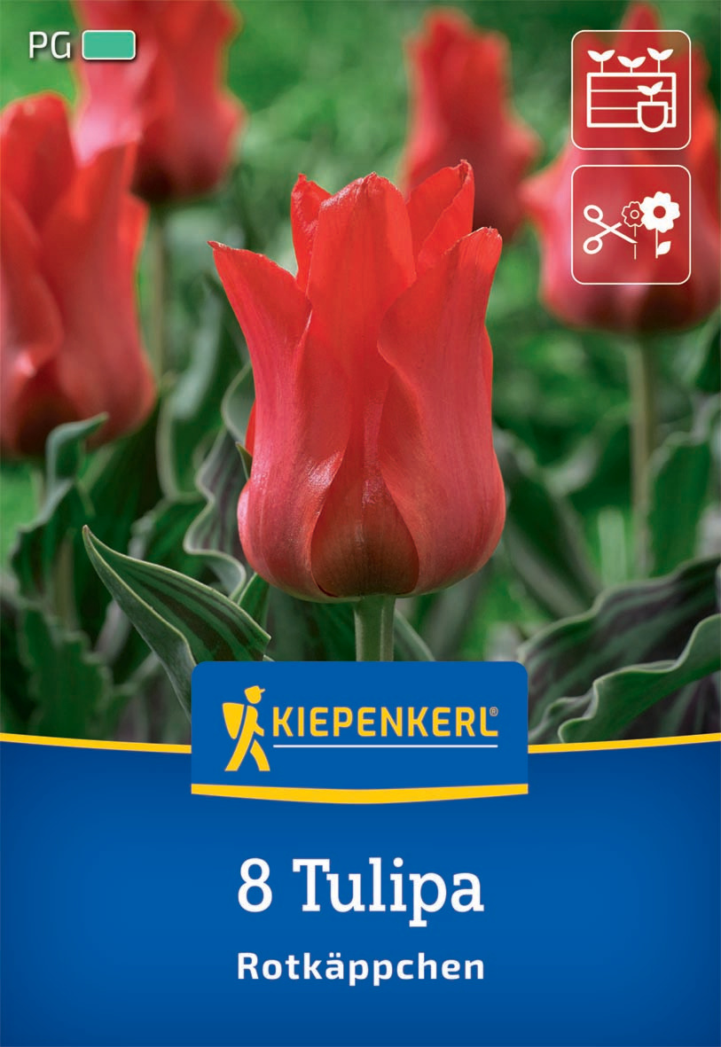 Greigii-Tulpe Rotkäppchen