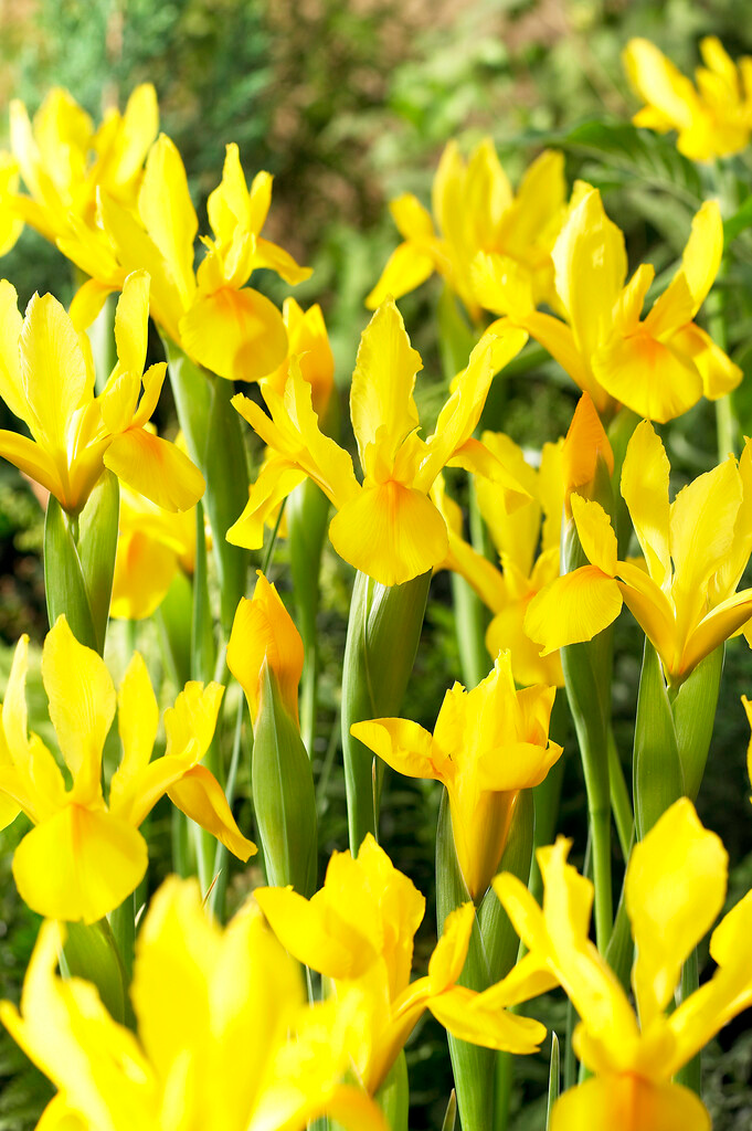 Iris hollandica Royal Yellow Iris hollandica Royal Yellow