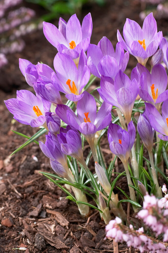 Crocus etruscus Rosalind Crocus etruscus Rosalind