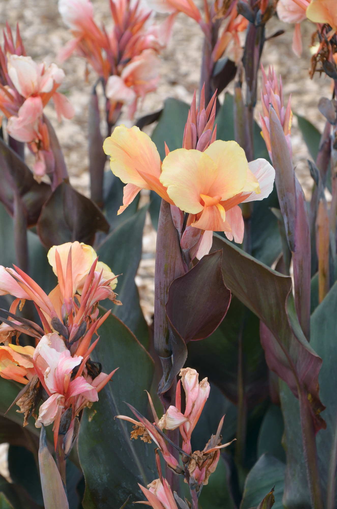 Canna Angèle Martin