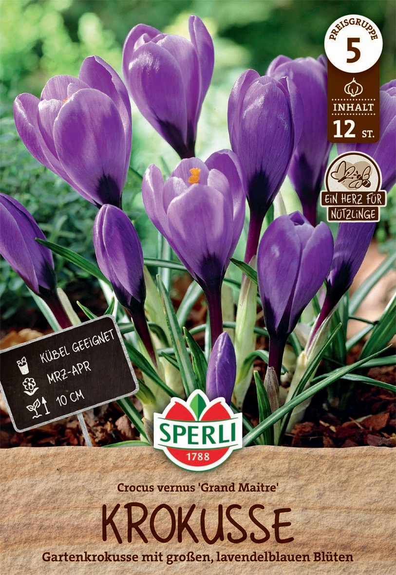 Gartenkrokus Grand Maitre Gartenkrokus Grand Maitre